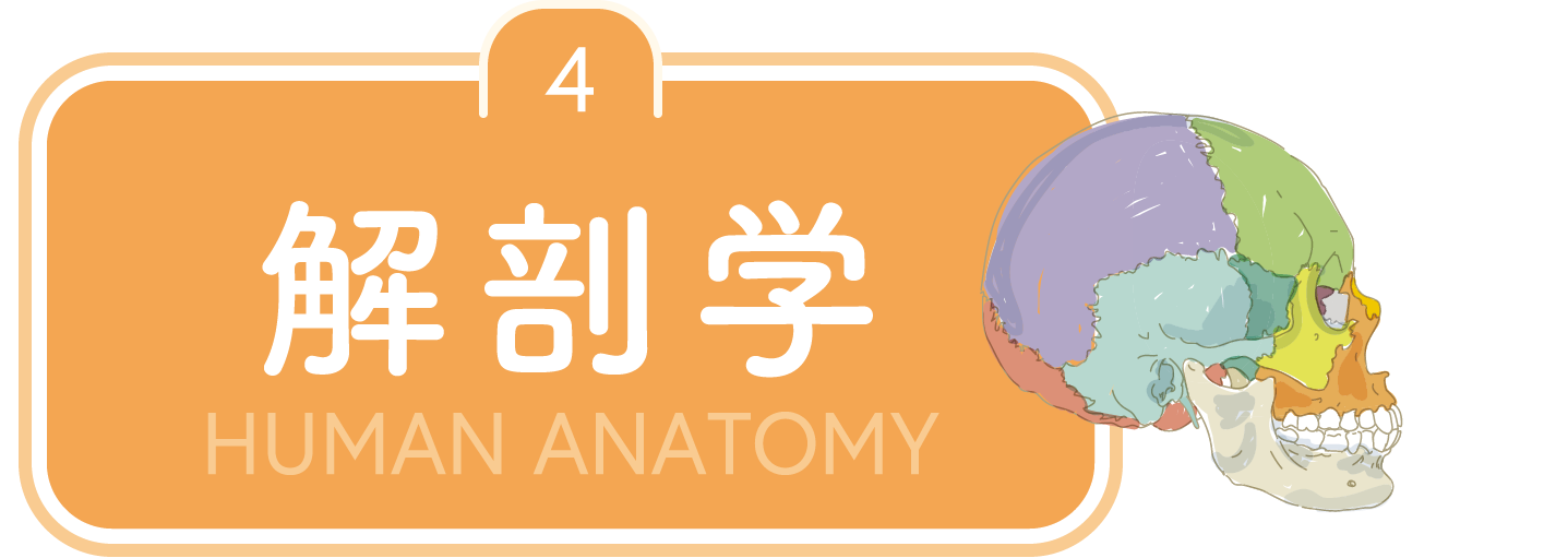4.解剖学 HUMAN ANATOMY